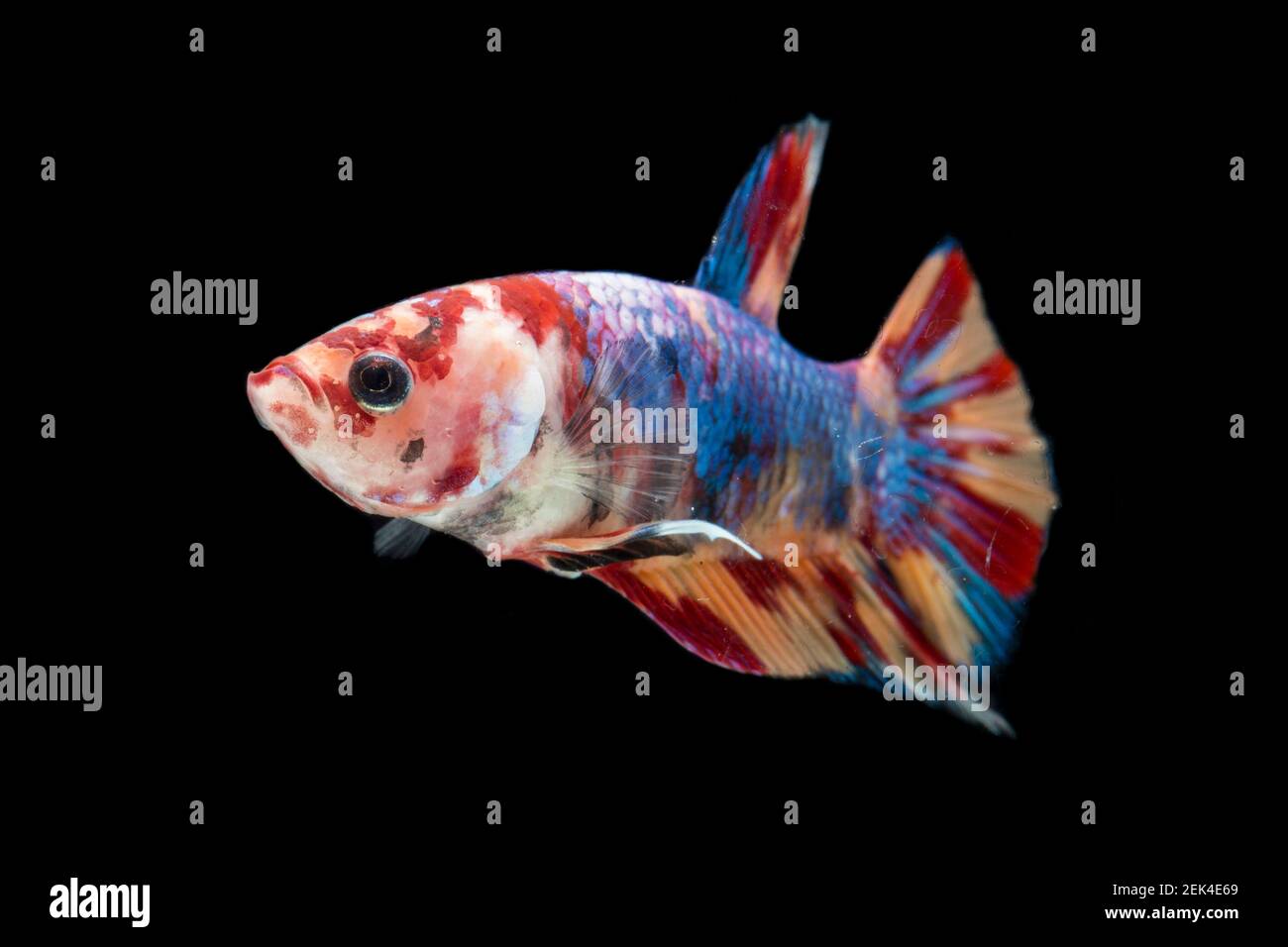 Primo piano di pesci di Betta colorati. Bel pesce da combattimento siamese, Fancy Betta splendens nemo leopardo rame isolato su sfondo nero. Foto Stock