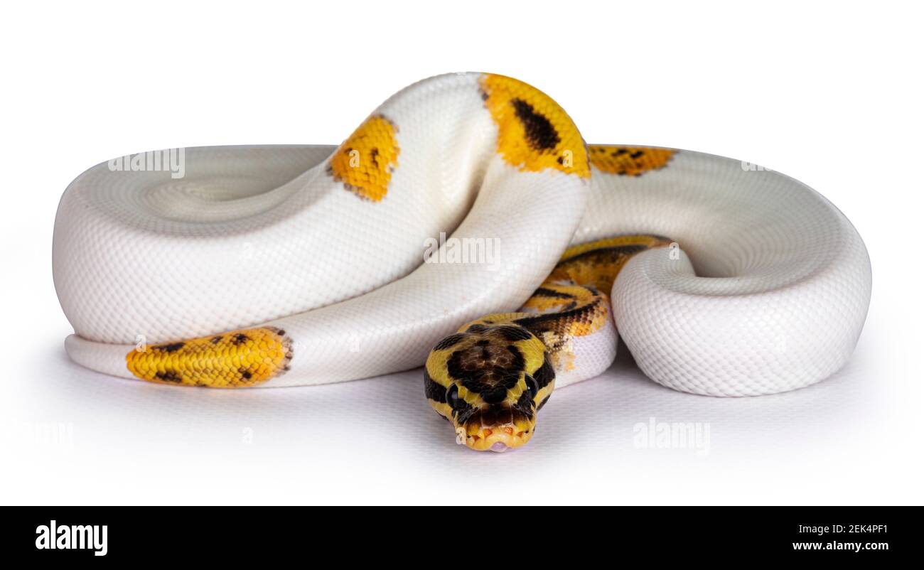 Giovane Piebald Ball Python aka Python Regio serpente. Molto alto su bianco con pulsante come giallo con punti o punti neri. Isolato su sfondo bianco. Foto Stock