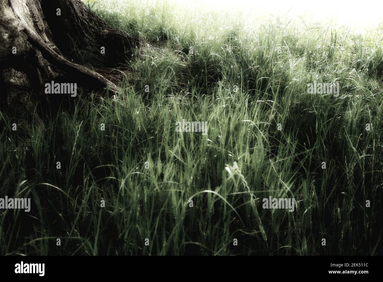 Erba alta che circonda le radici degli alberi all'alba a Broomfield Park, Londra, Regno Unito Foto Stock