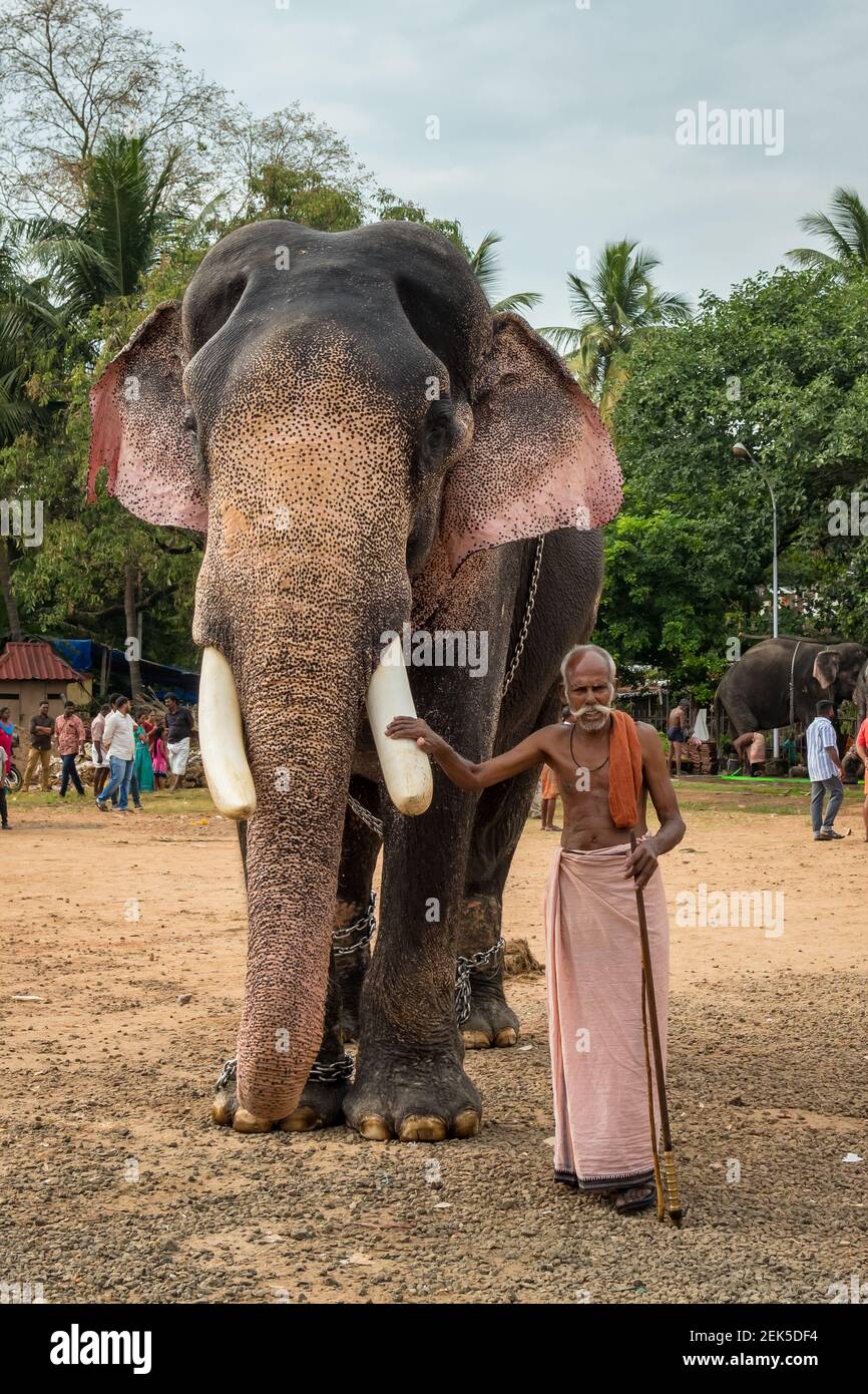 Il guardiano indiano dell'elefante non identificato si trova vicino all'elefante del tempio in Ernakulam, India Foto Stock