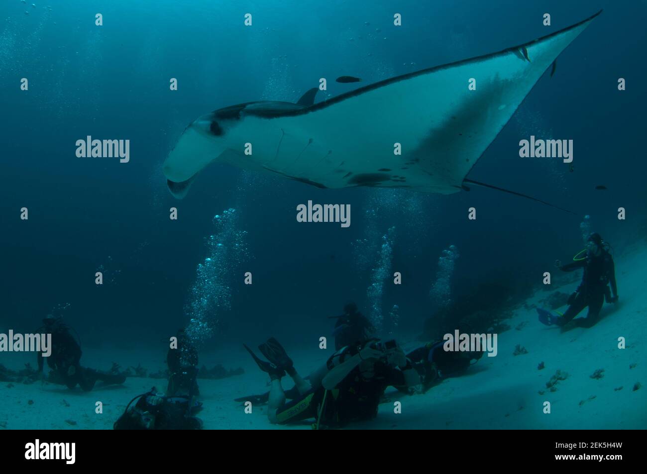 Subacquei che guardano la barriera corallina Manta Ray, Mobula alfredi, Manta Sandy dive site, Arborek, Dampier Straits, Raja Ampat, Papua occidentale, Indonesia Foto Stock