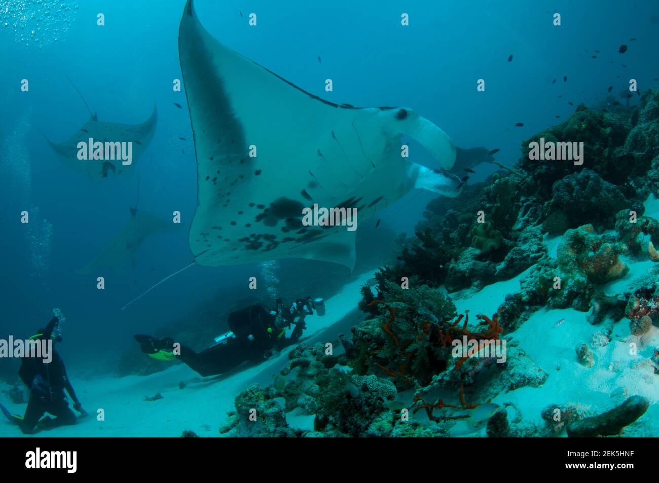 Subacquei che guardano la barriera corallina Manta Ray, Mobula alfredi, Manta Sandy dive site, Arborek, Dampier Straits, Raja Ampat, Papua occidentale, Indonesia Foto Stock