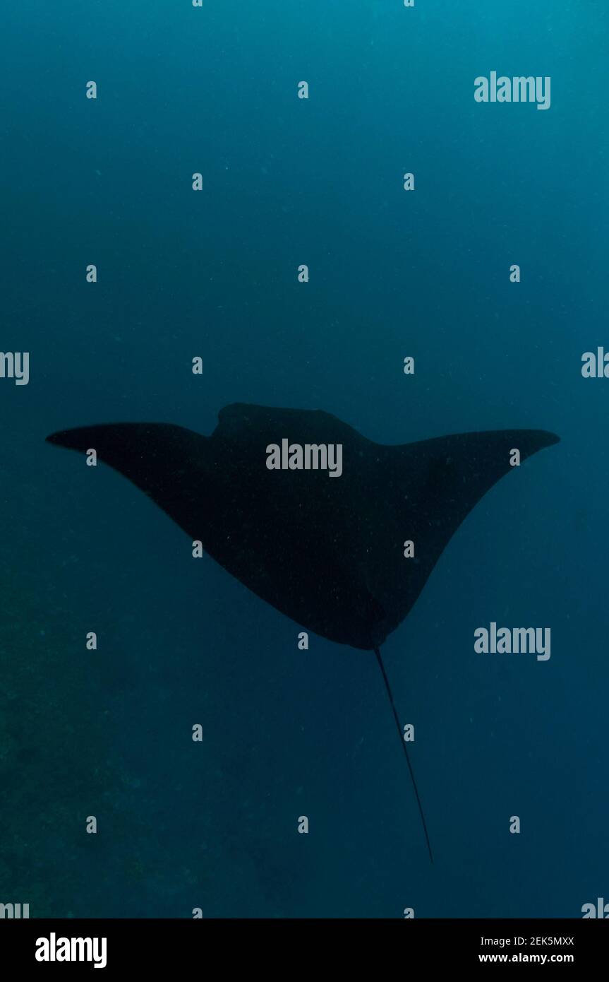 Reef Manta Ray, Manta alfredi, Manta Sandy immersione sito, Arborek, Dampier Straits, Raja Ampat, Papua occidentale, Indonesia Foto Stock