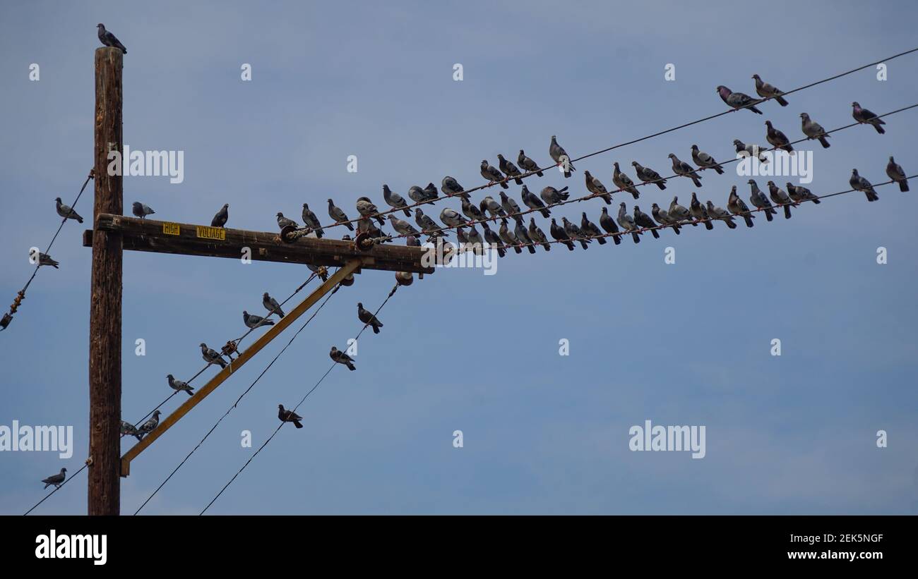 Grande gregge di piccioni seduti sui fili di a. polo di alimentazione tutti guardando nella stessa direzione Foto Stock