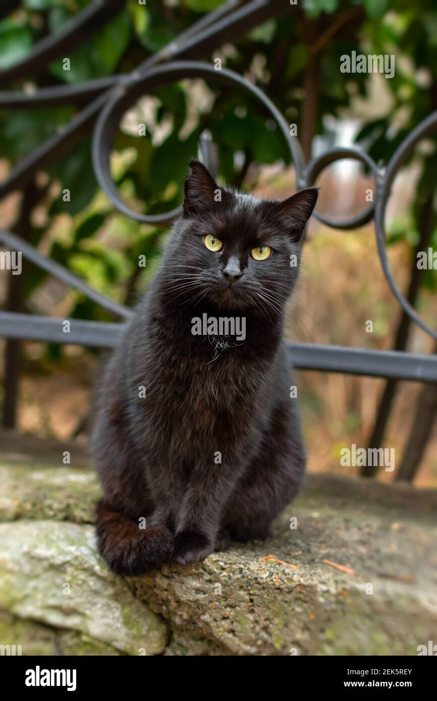 Un gatto nero con gli occhi verdi si siede e guarda direttamente la fotocamera. Ritratto di un bel gatto vagato in formato verticale. Un aspetto minaccioso. wh Foto Stock