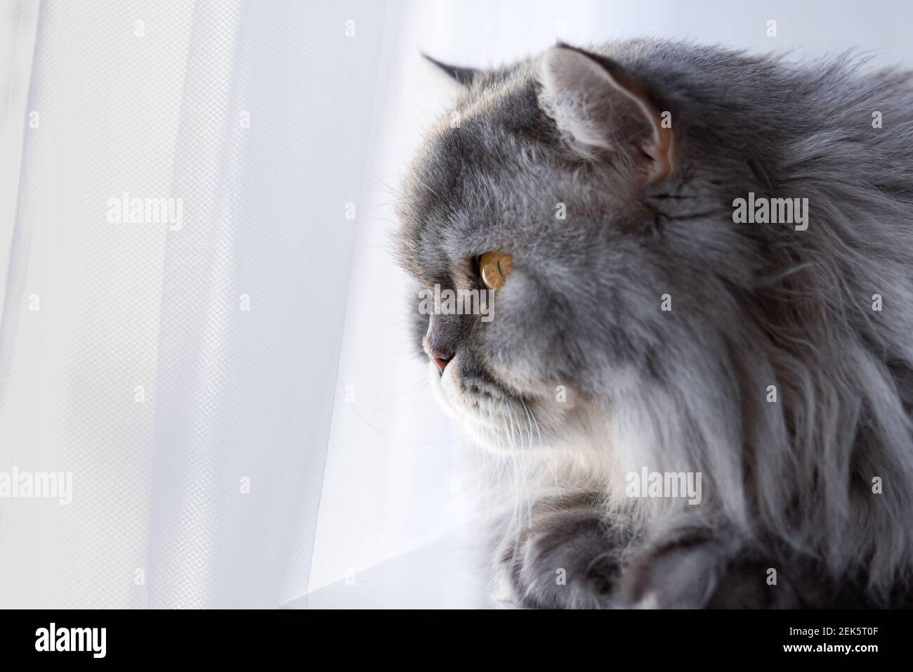 Il soffice gatto scozzese si affaccia sulla finestra. Un cucciolo di animali si siede su un tavolo bianco e guarda attentamente. Occhi arancioni e baffi lunghi. Un pensiero serio Foto Stock