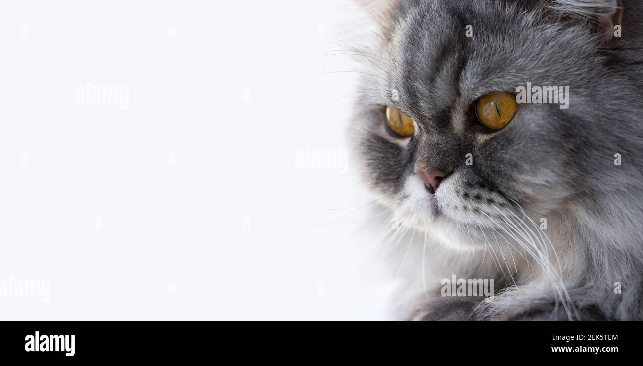 Ritratto scozzese di gatto primo piano su sfondo bianco. Banner allungato orizzontale per cartelloni, insegne, annunci pubblicitari. Occhi arancioni, un loo serio e premuroso Foto Stock
