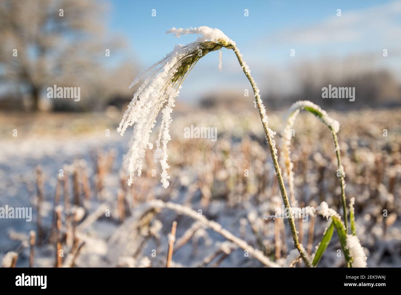 Punta di cereali nel giorno gelido, Turlava, Lettonia. Foto Stock