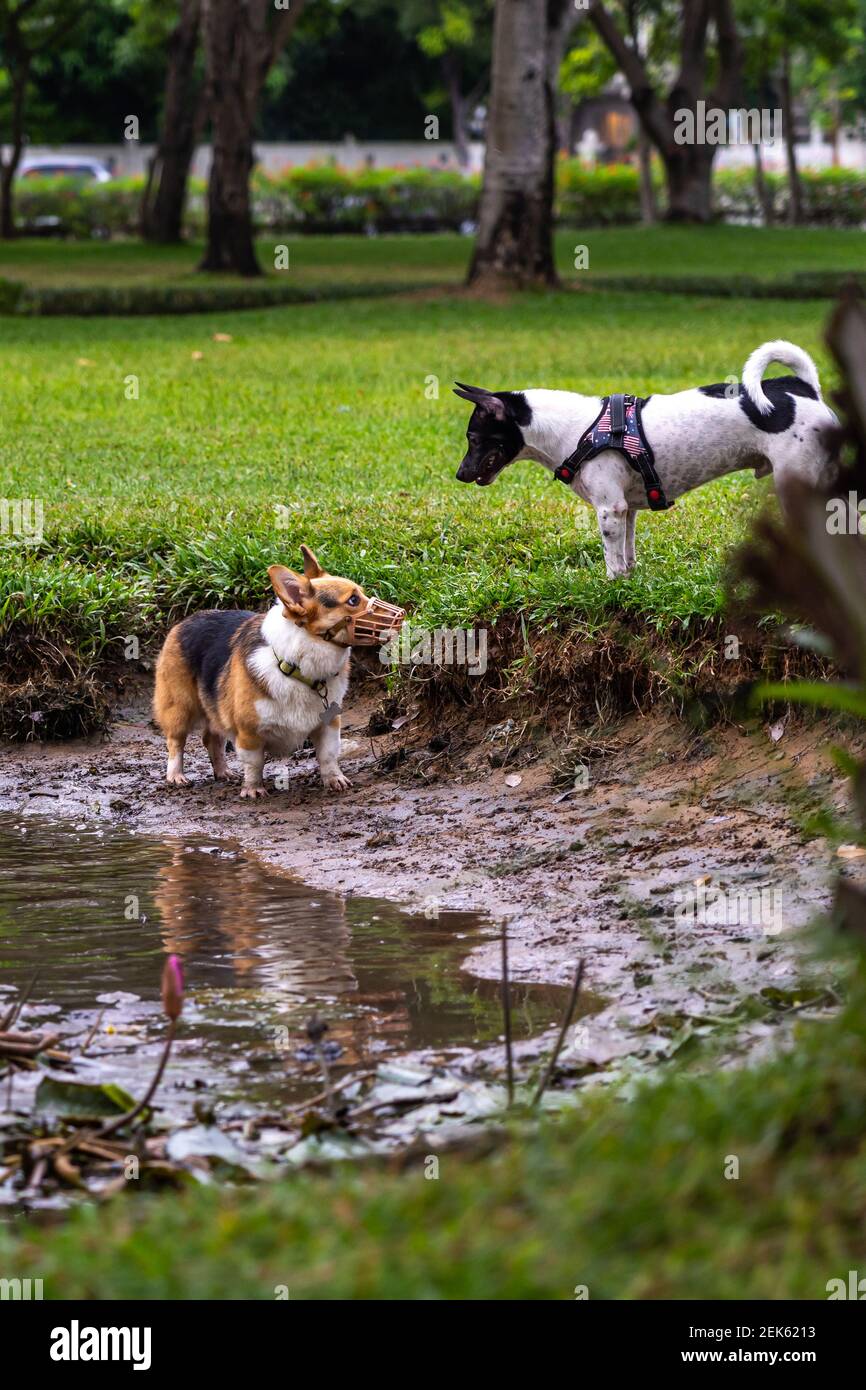 Cane gallese Corgi in maschera muso che gioca con un altro cane Foto Stock