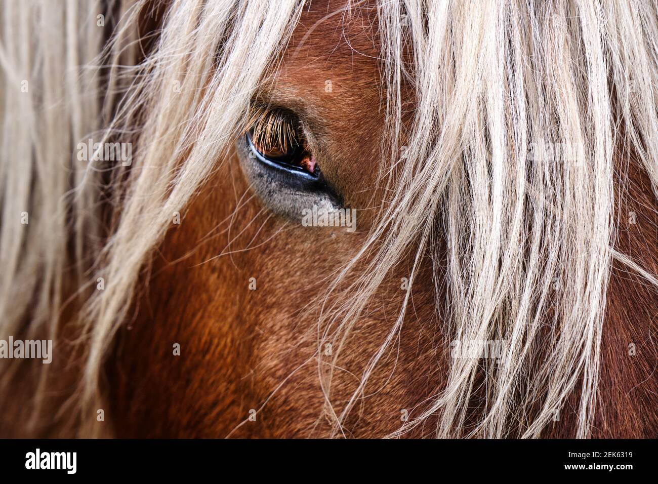 Occhio di un cavallo che ti guarda Foto Stock
