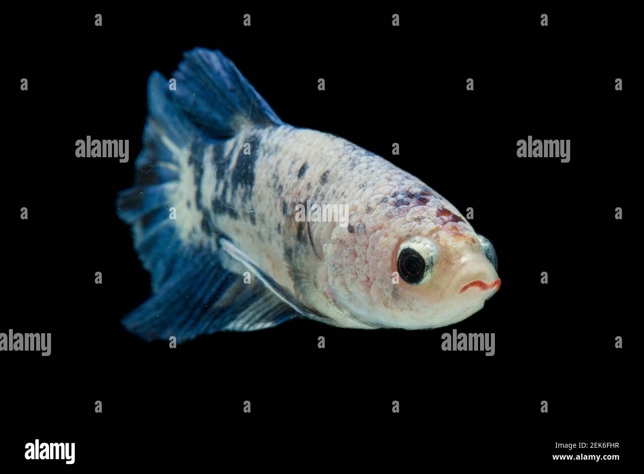 Primo piano di pesci di Betta colorati. Bel pesce da combattimento siamese, Fancy Betta splendens marmo blu isolato su sfondo nero. Foto Stock