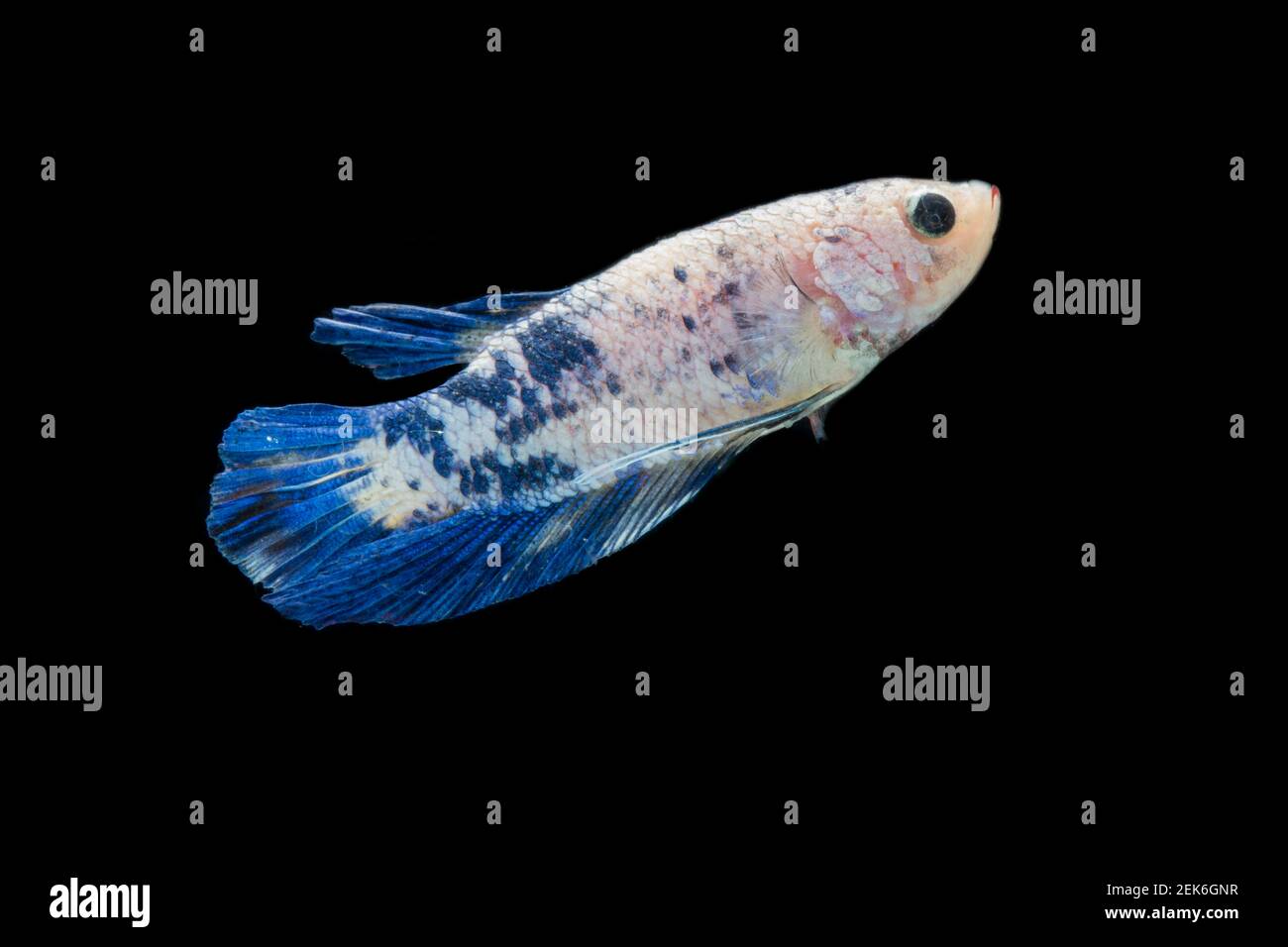 Primo piano di pesci di Betta colorati. Bel pesce da combattimento siamese, Fancy Betta splendens marmo blu isolato su sfondo nero. Foto Stock