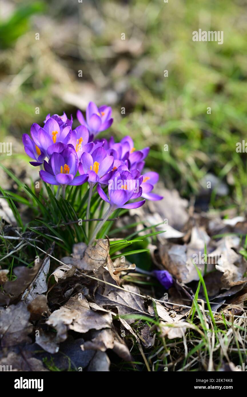 Shrewsbury, Regno Unito, 23 febbraio 2021. Segni di primavera che appaiono in un giardino inglese con l'aspetto del primo croco. Credit: Philip Pickin/Alamy Live News Foto Stock