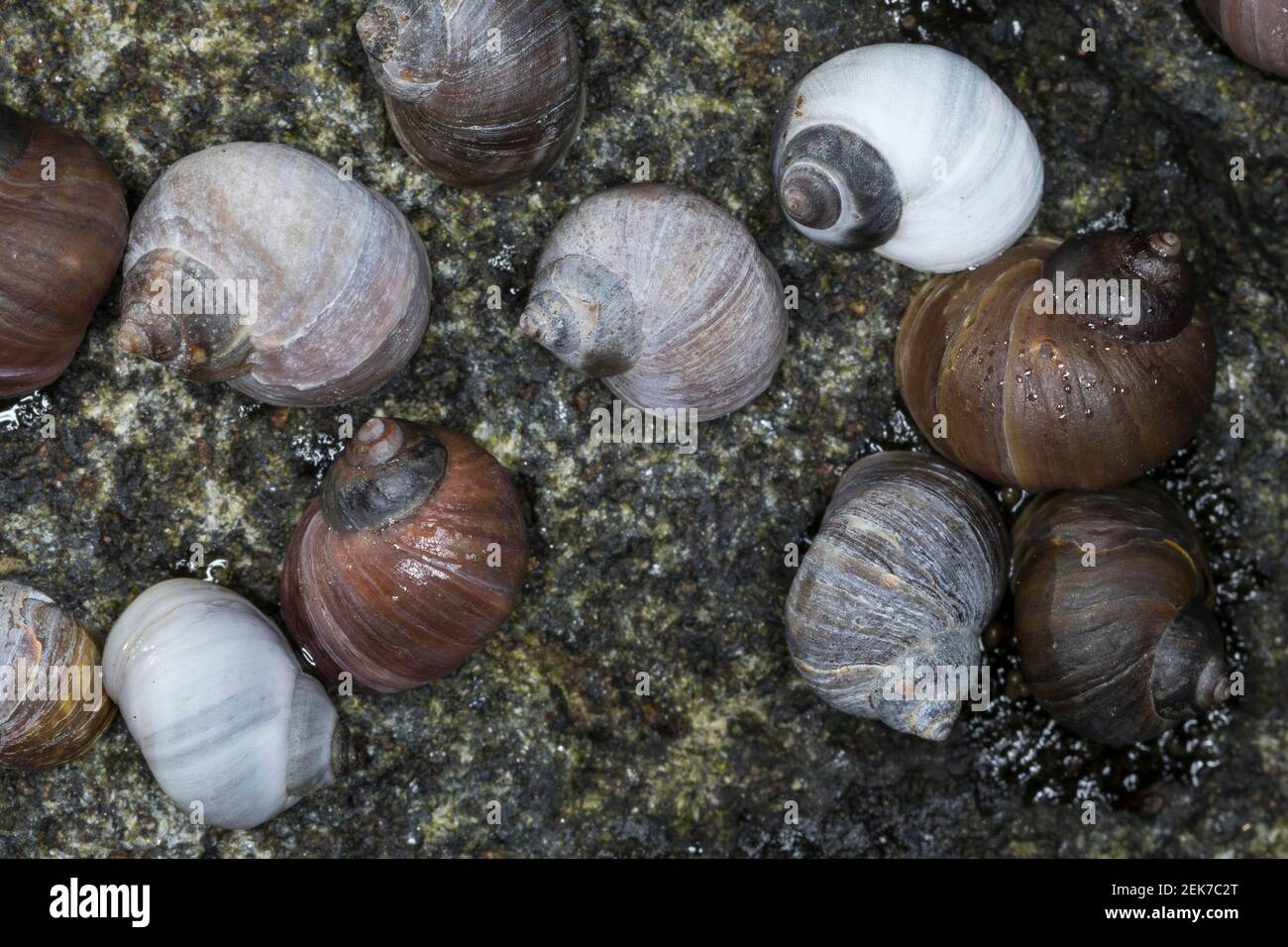 Strandschnecke, Strandschnecken, Flache Strandschnecke, Stumpfe Strandschnecke, Stumpfkegelige Uferschnecke, Littorina ottusa palliata, Littorina pa Foto Stock