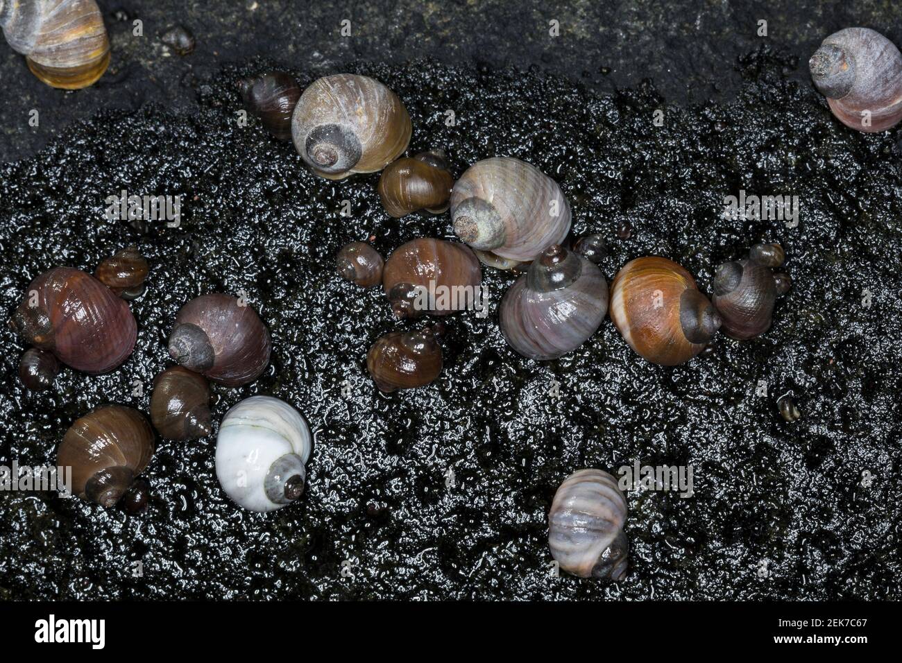 Strandschnecke, Strandschnecken, Flache Strandschnecke, Stumpfe Strandschnecke, Stumpfkegelige Uferschnecke, Littorina ottusa palliata, Littorina pa Foto Stock