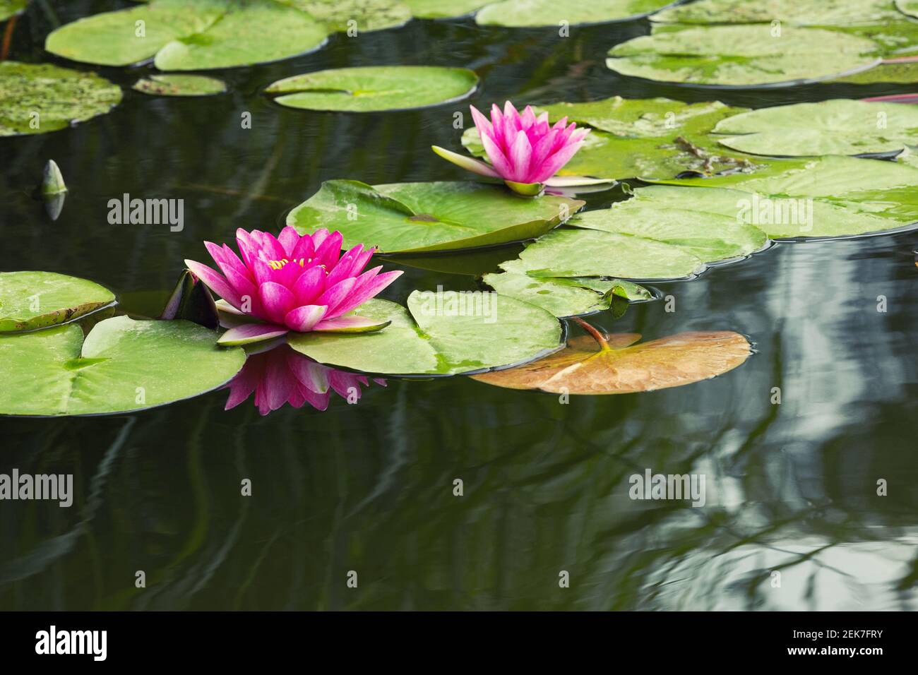 Gigli d'acqua rosa in fiore nel lago Bokod, Ungheria Foto Stock