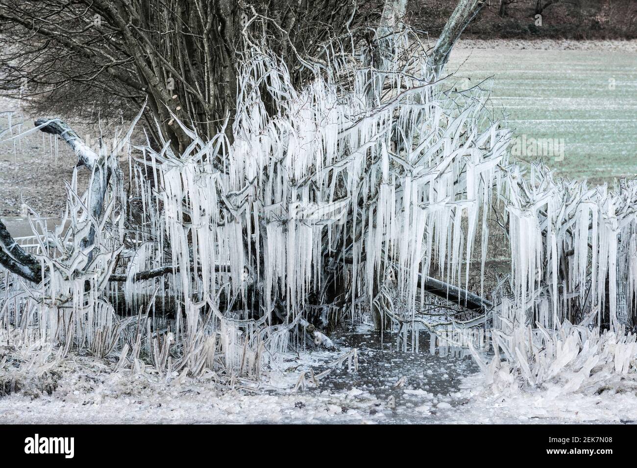 Una scena magica di metà inverno con le cicale appese ai rami in una siepe stradale, durante il clima invernale amaramente freddo a metà Galles, Regno Unito Foto Stock