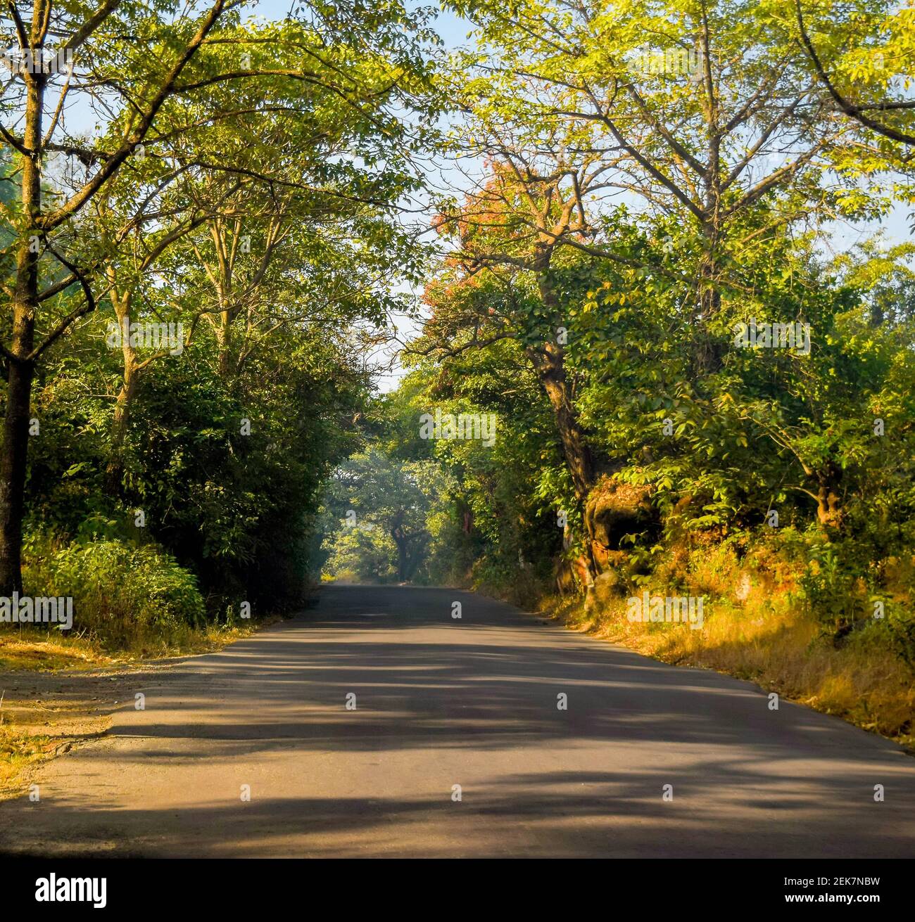 Indian Road andando dalla giungla piante e alberi entrambi lato con nessuna gente durante la mattina raggi di luce del sole. Foto Stock