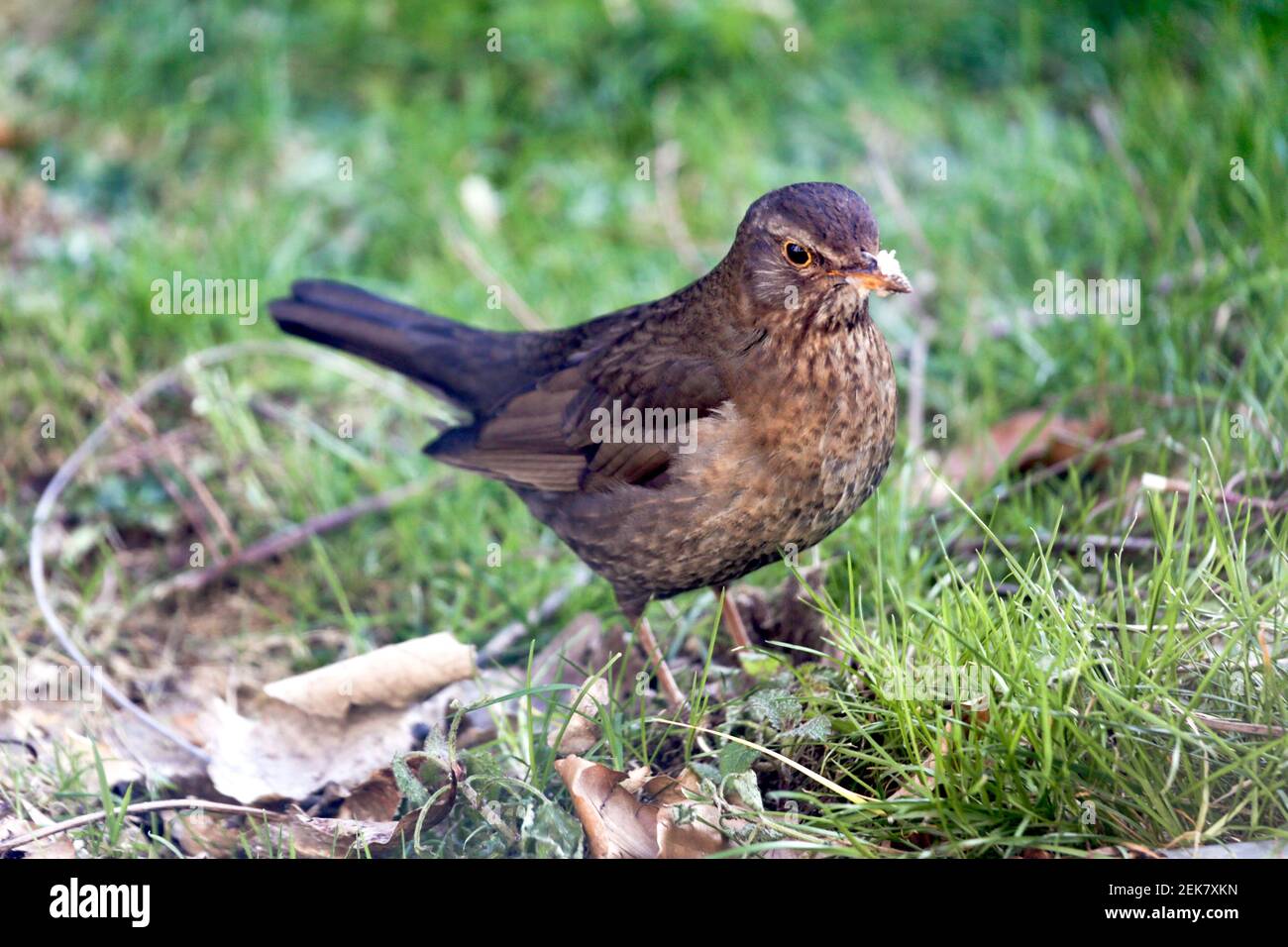 11 febbraio 2021. St Denoeux, Pas de Calais Francia. Una femmina di ricino cagna sulle mele che marciscono durante una presa fredda quando il cibo è scarso. Foto©; Charlie Foto Stock