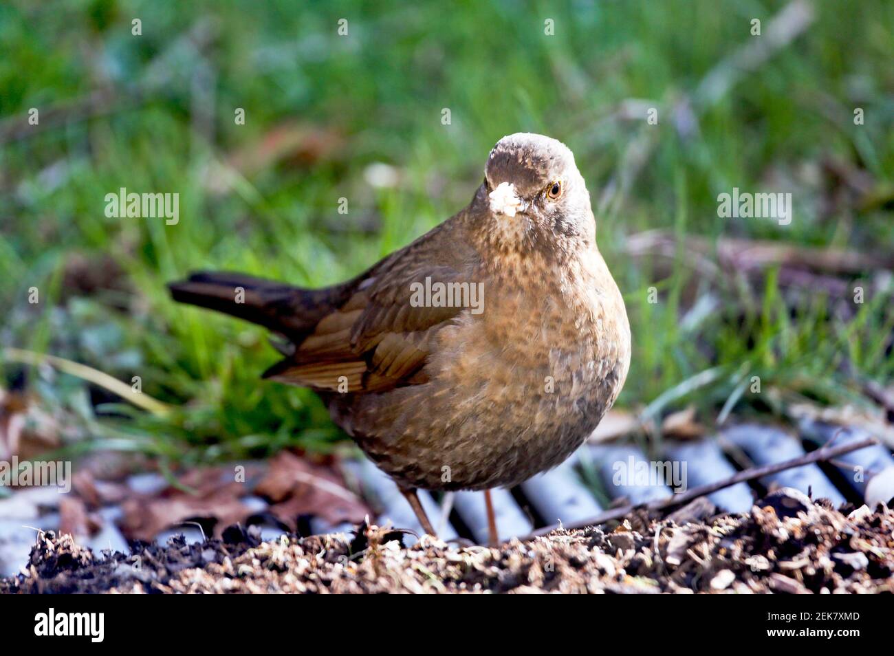 11 febbraio 2021. St Denoeux, Pas de Calais Francia. Una femmina di ricino cagna sulle mele che marciscono durante una presa fredda quando il cibo è scarso. Foto©; Charlie Foto Stock