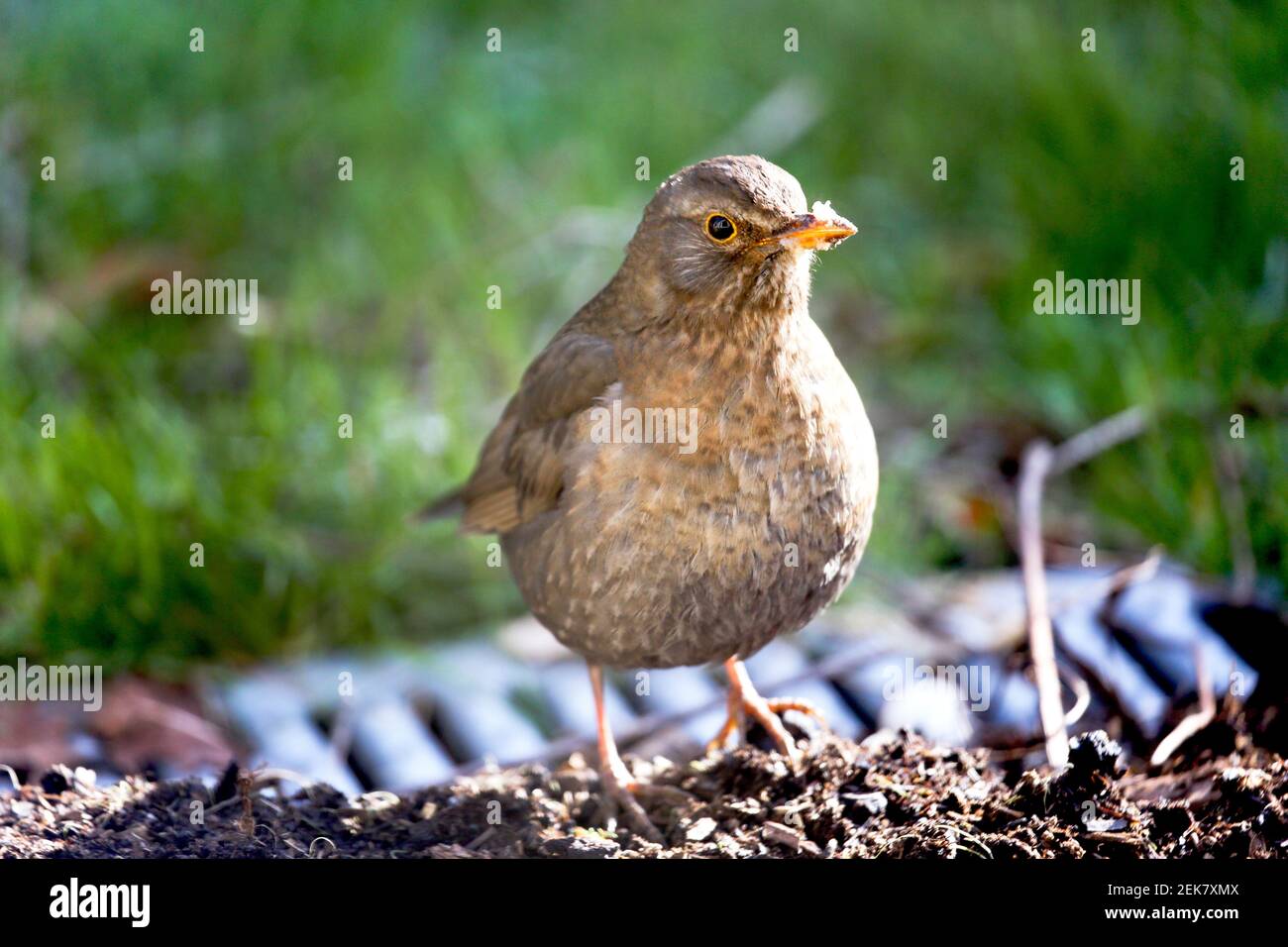 11 febbraio 2021. St Denoeux, Pas de Calais Francia. Una femmina di ricino cagna sulle mele che marciscono durante una presa fredda quando il cibo è scarso. Foto©; Charlie Foto Stock