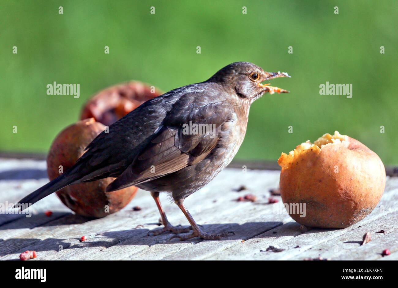 11 febbraio 2021. St Denoeux, Pas de Calais Francia. Una femmina di ricino cagna sulle mele che marciscono durante una presa fredda quando il cibo è scarso. Foto©; Charlie Foto Stock