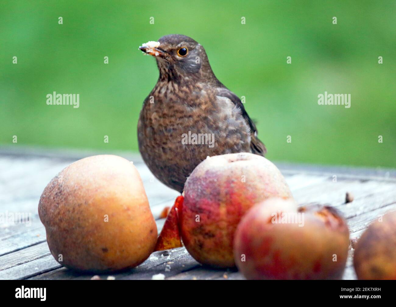 11 febbraio 2021. St Denoeux, Pas de Calais Francia. Una femmina di ricino cagna sulle mele che marciscono durante una presa fredda quando il cibo è scarso. Foto©; Charlie Foto Stock