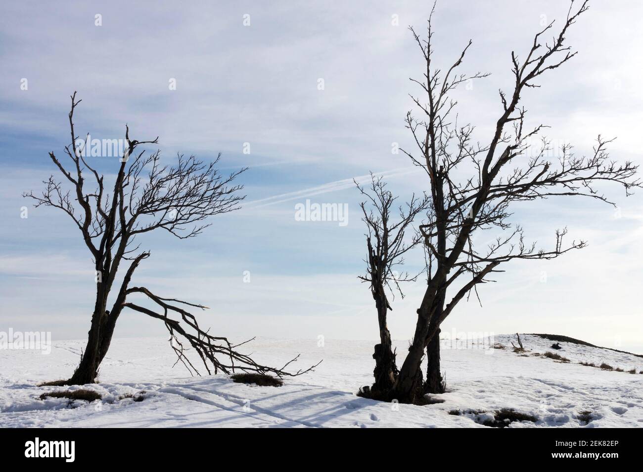 Old Mountain Ash alberi battuti dal vento Foto Stock