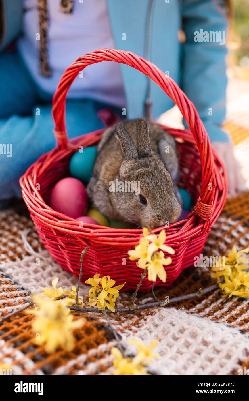 Coniglietto pasquale seduto in un cesto di legno di vimini e fiori di forsizia sniffing. Picnic all'aperto. Cartolina. Foto di alta qualità Foto Stock