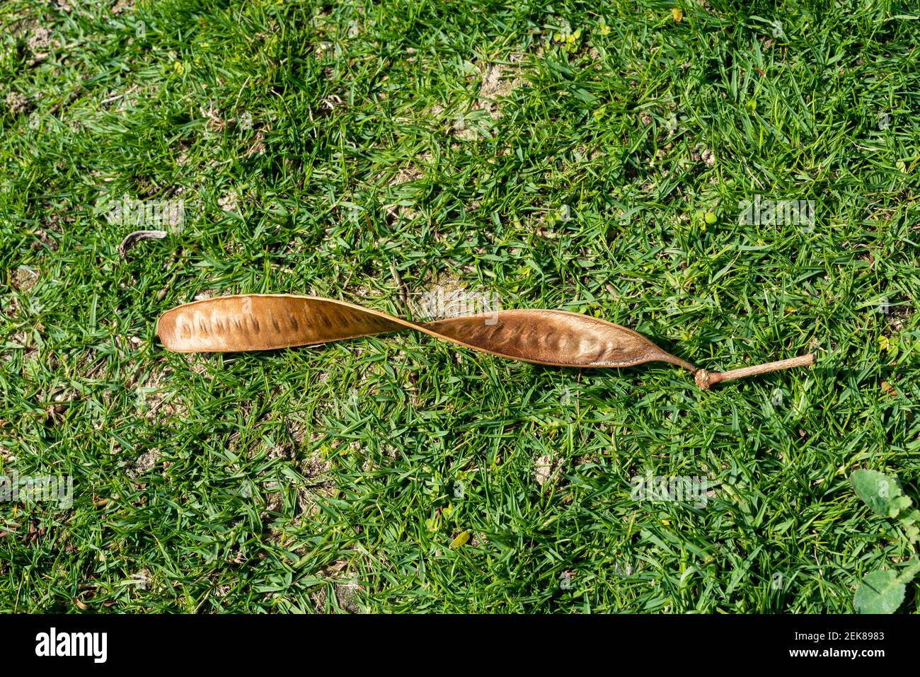 Doha, Qatar - 09 Febbraio 2021: Al bidda Park albero foglia Foto Stock