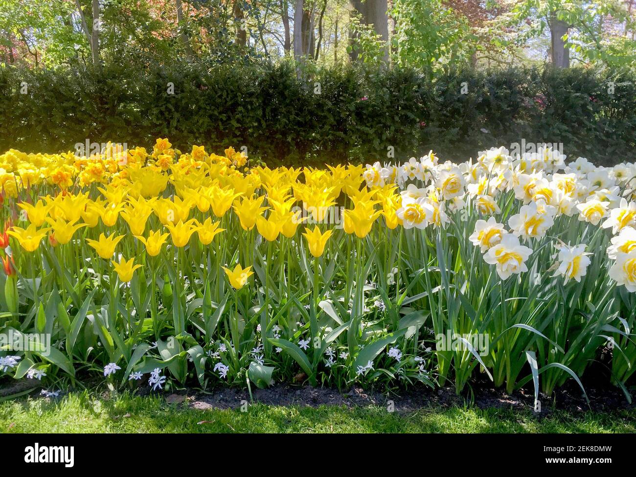 Primo piano su splendidi fiori nel parco Keukenhof in primavera Foto Stock