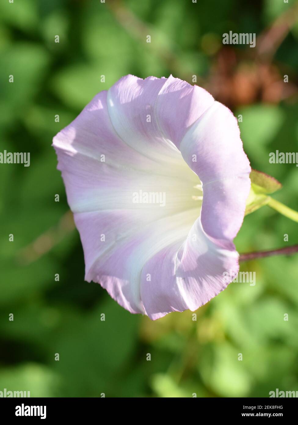 Il fiore rosa di una vite buggata Calistegia sepium pianta Foto Stock