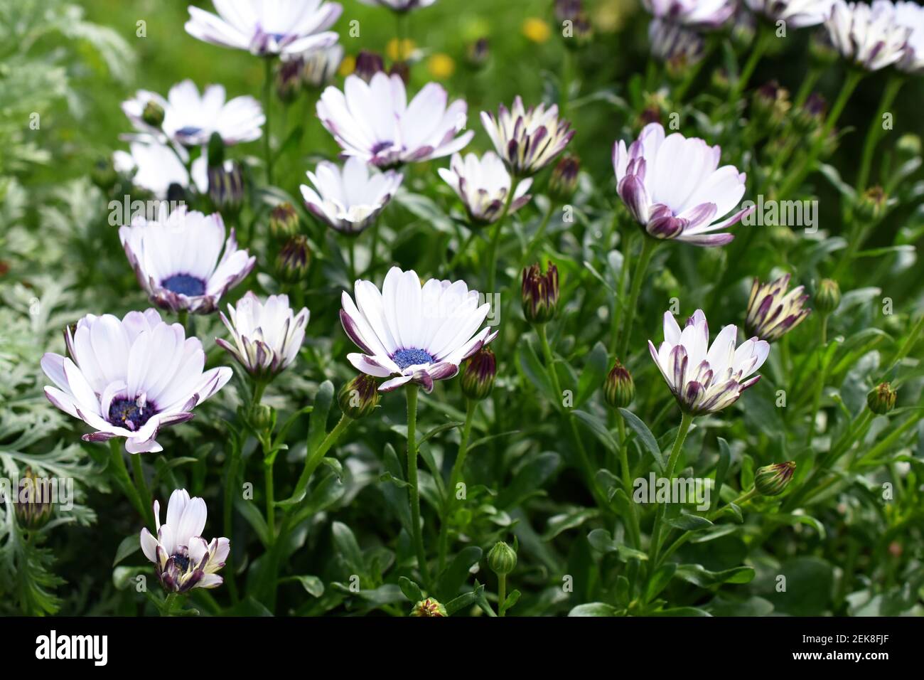 Dasies marguerite spagnole fiorite in un giardino Foto Stock