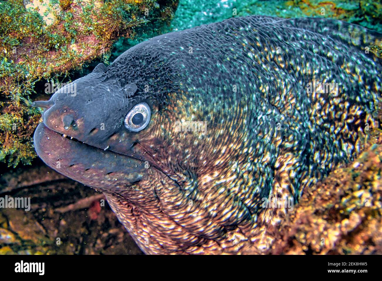 Mediterranean Moray, Muraena helena, Cabo Cope-Puntas del Calnegre Parco Naturale, Mar Mediterraneo, Murcia, Spagna, Europa Foto Stock