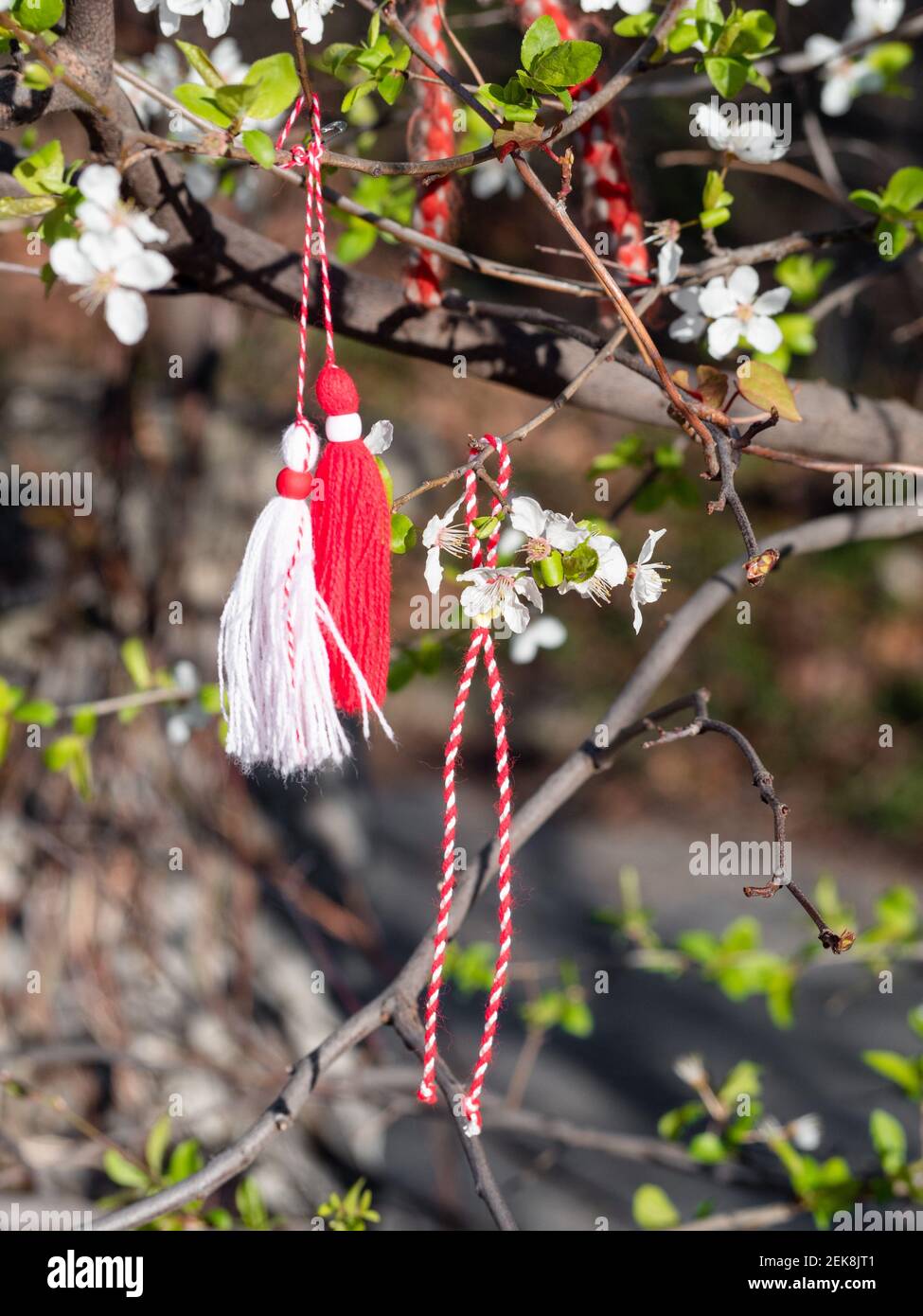 Braccialetti Martenitsa o Martisor rossi e bianchi, appesi sui rami  dell'albero in fiore - tradizione primaverile bulgara e rumena Foto stock -  Alamy