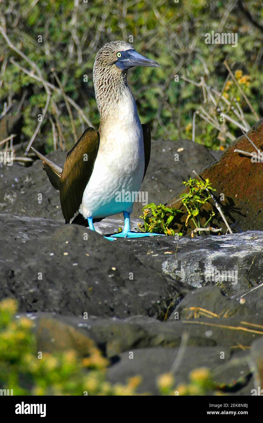 Booby dai piedi blu, Sula nebouxii, Parco Nazionale di Galapagos, Isole Galapagos, Sito Patrimonio dell'Umanità dell'UNESCO, Ecuador, America Foto Stock