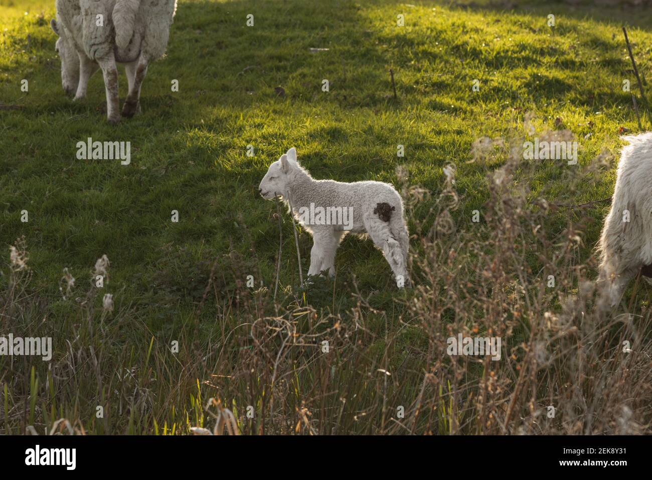 Giovane agnello neonato (ovis aries) in un campo agricolo a Welshpool, Mid Wales lungo Montgomery Canal. Animali da fattoria del Regno Unito durante l'alba primaverile Foto Stock