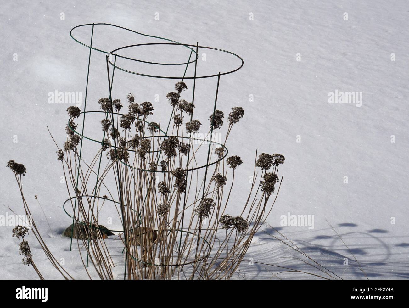 Piante di erba cipollina nella neve d'inverno Foto Stock