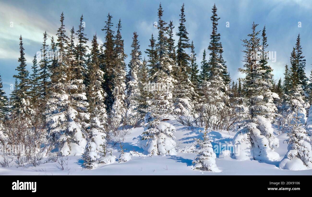 Uno stand di alberi di abete rosso coperto di neve bianca fresca, creando un paese delle meraviglie invernali a Churchill, Canada. Foto Stock