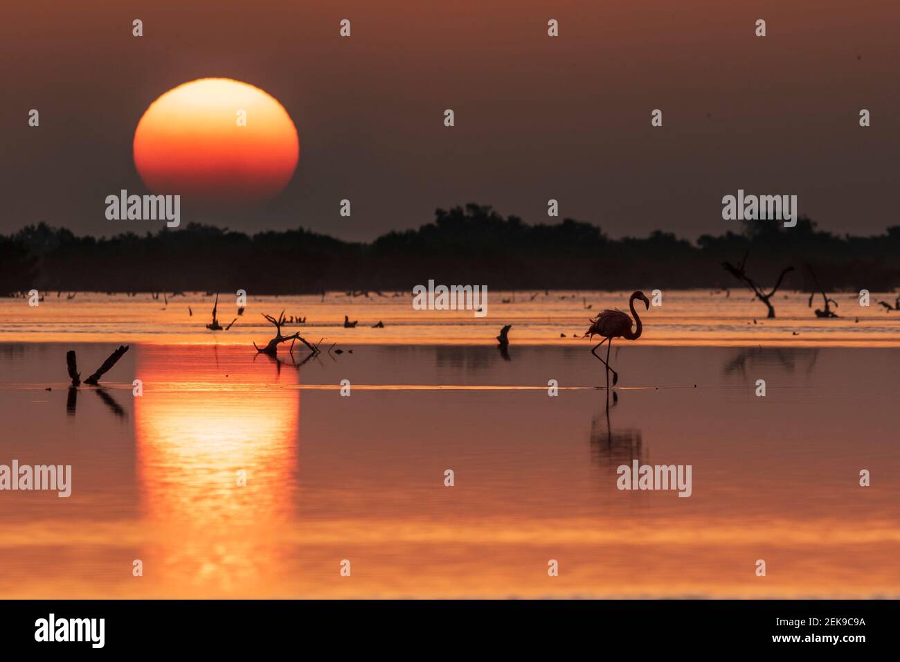 Aurea alba a yucatan Foto Stock
