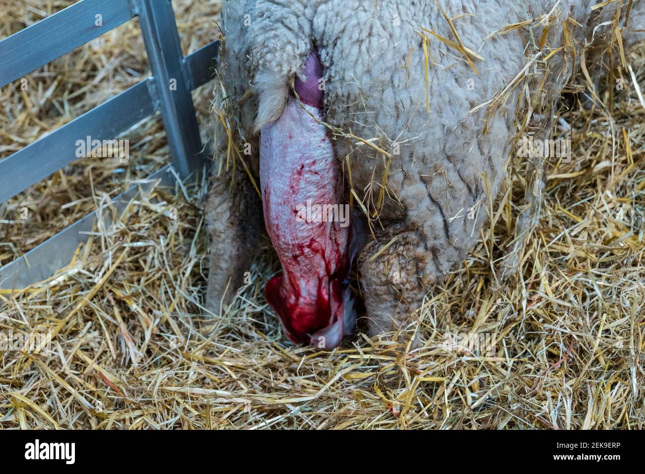 CONTENUTO GRAFICO: East Lothian, Scozia, Regno Unito, 23 febbraio 2021. Nascita di agnello: Una pecora incinta di Shetland a Briggs Shetland Agb partorisce. Questa pecora ha iniziato il lavoro in tarda mattinata e ha dato alla luce un agnello un'ora più tardi. L'agnello è nato Foto Stock