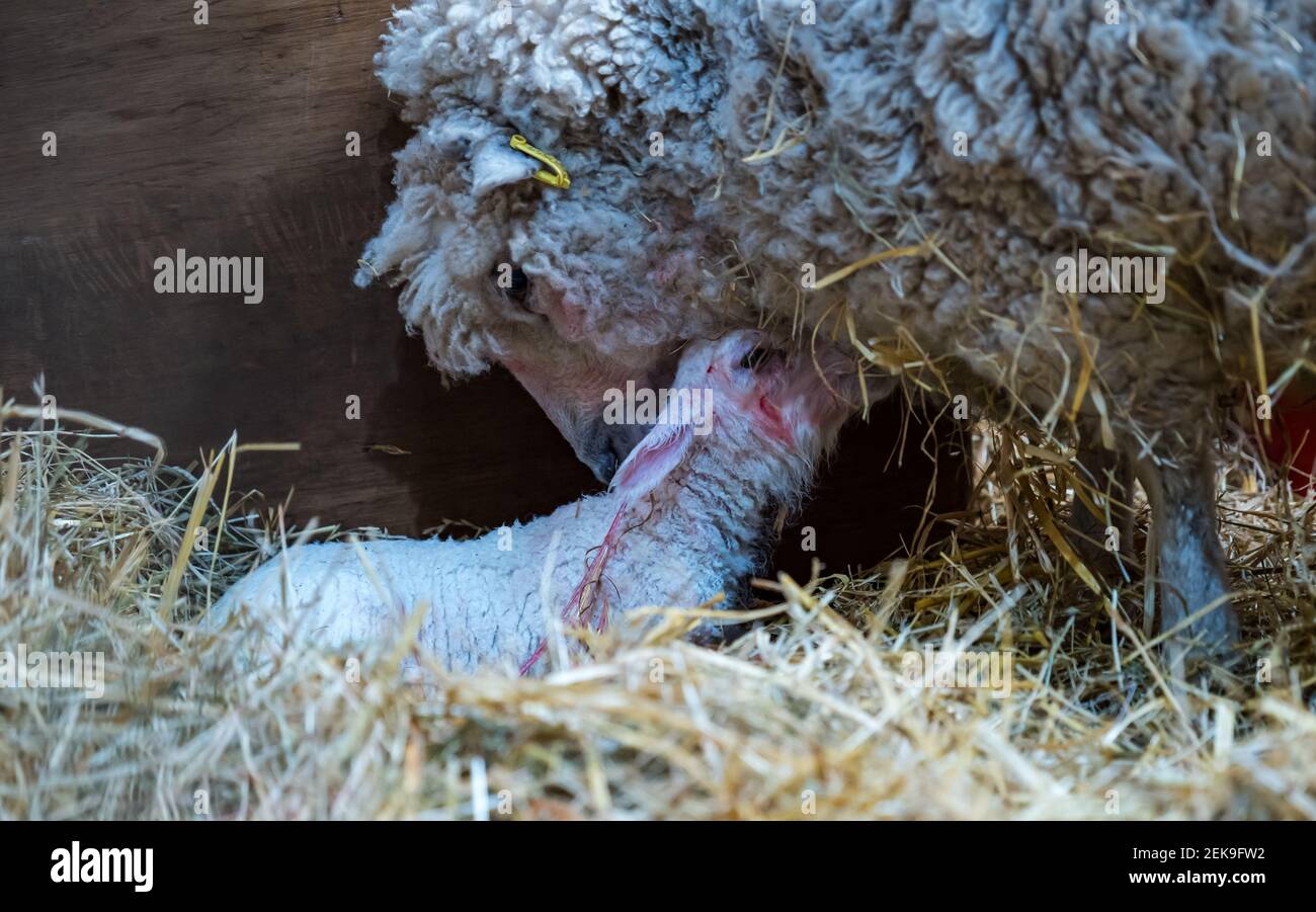 CONTENUTO GRAFICO: East Lothian, Scozia, Regno Unito, 23 febbraio 2021. Nascita di agnello: Una pecora incinta di Shetland a Briggs Shetland Agb partorisce. Questa pecora ha iniziato il lavoro in tarda mattinata e ha dato alla luce un agnello un'ora più tardi. La pecora madre lecca il suo agnello pulito subito dopo la nascita Foto Stock