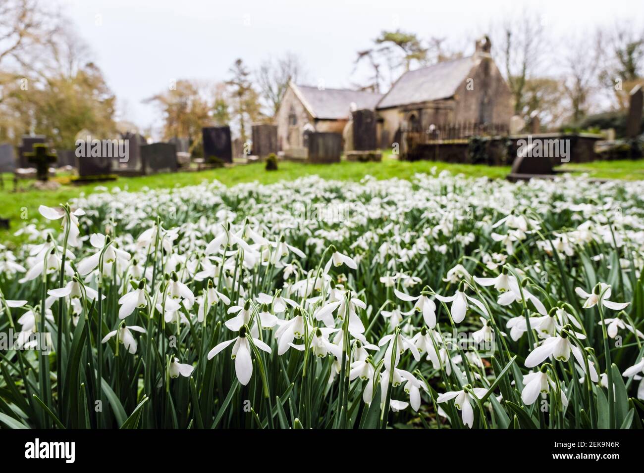 Racchette da neve selvatiche (Galanthus nivalis) nel cortile di Eglwys Llaneugrad piccola vecchia chiesa di San Eugrado. Marianglas, Isola di Anglesey, Galles, Regno Unito, Gran Bretagna Foto Stock
