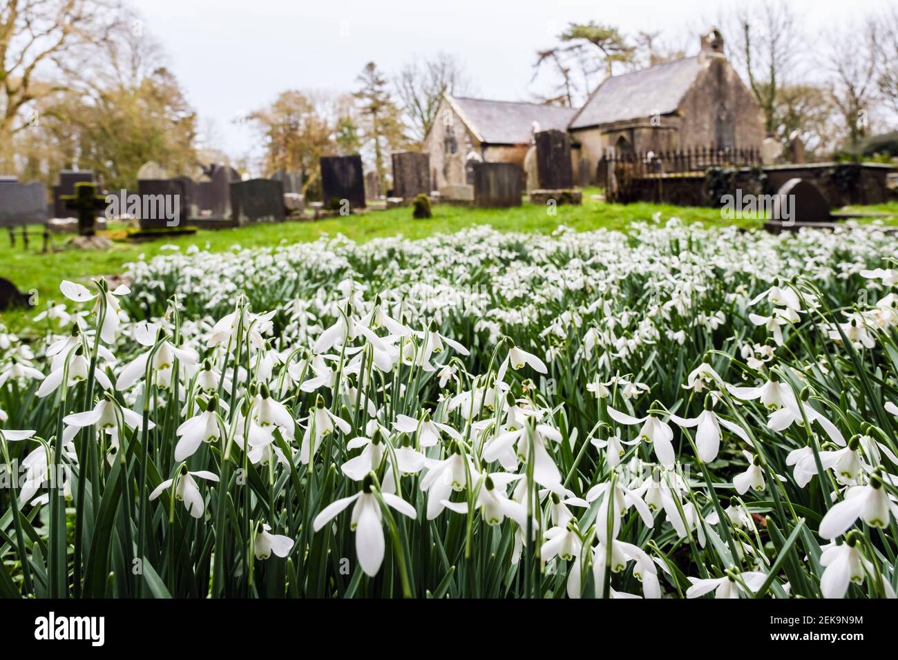 Racchette da neve selvatiche (Galanthus nivalis) nel cortile di Eglwys Llaneugrad piccola vecchia chiesa di San Eugrado. Marianglas, Isola di Anglesey, Galles, Regno Unito, Gran Bretagna Foto Stock