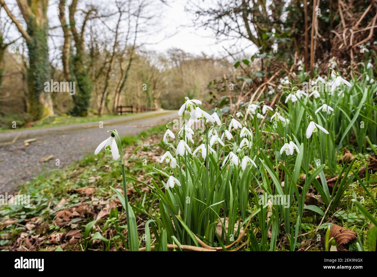 Belle Snowdrops selvaggi (Galanthus nivalis) che crescono in una punta d'erba accanto ad una strada di campagna. Anglesey, Galles, Regno Unito, Gran Bretagna Foto Stock