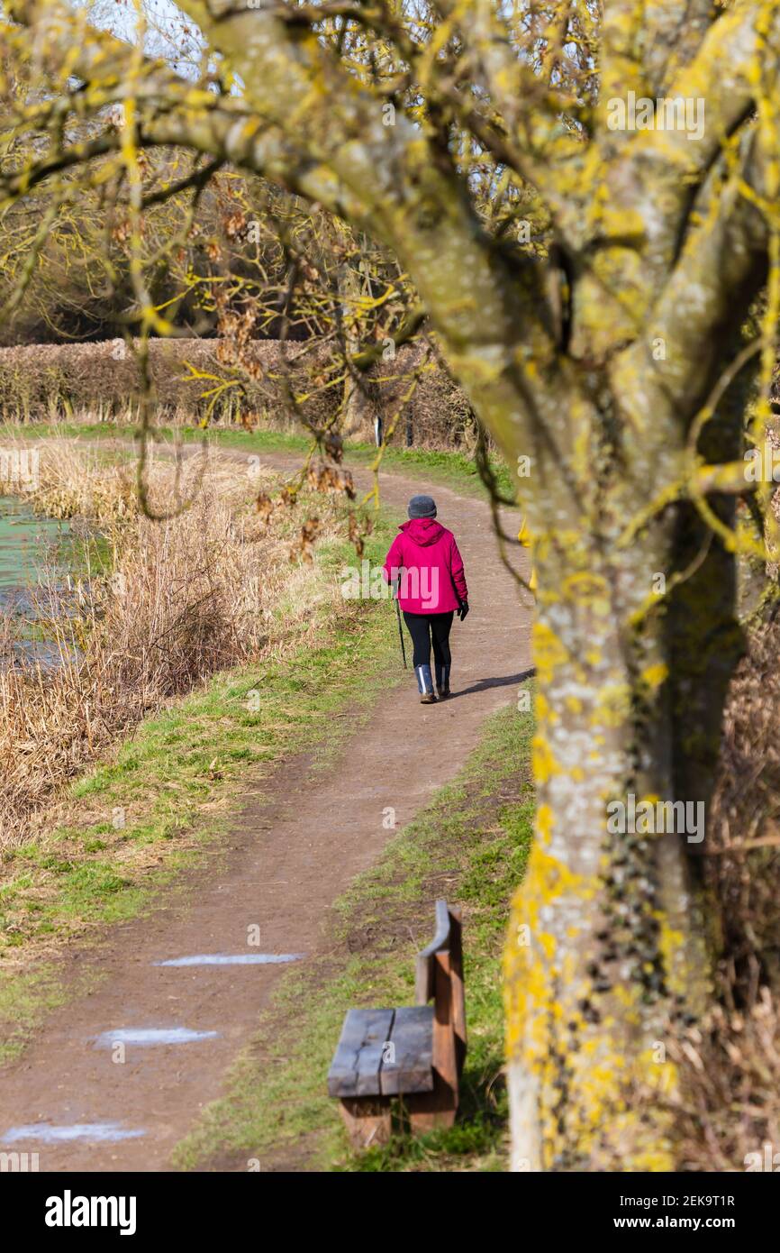 Donna adulta anziana con bastone da passeggio, facendo una passeggiata in esercizio lungo un sentiero lungo il canale durante la pandemia di Covid 19. Grantham, Lincolnshire, Inghilterra Foto Stock