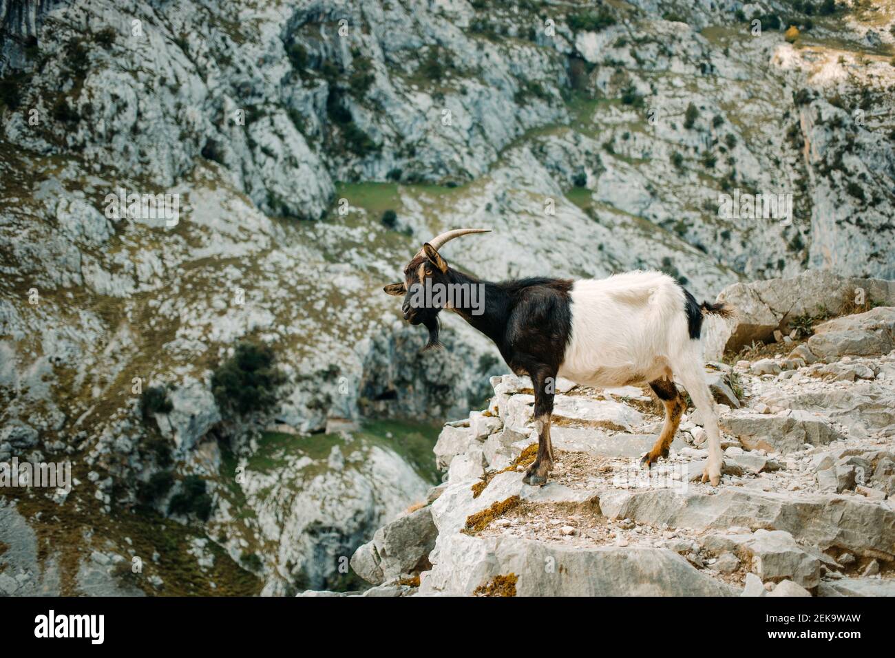 Capra in piedi sul sentiero di montagna a Cares nel Parco Nazionale Picos De Europe, Asturias, Spagna Foto Stock