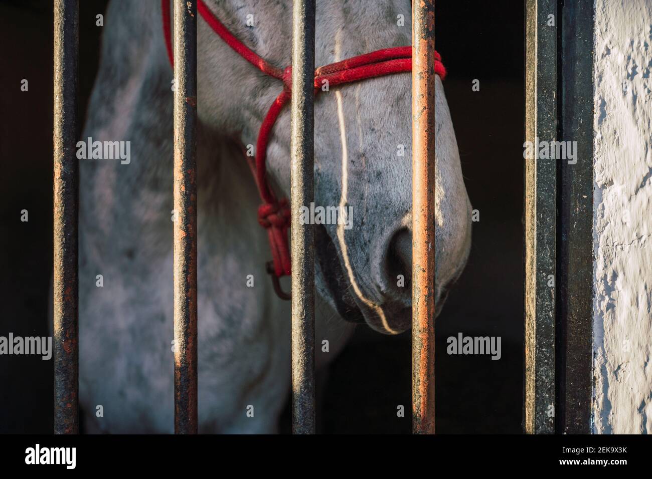 Cavallo che indossa briglia in piedi da cancello in stalla Foto Stock