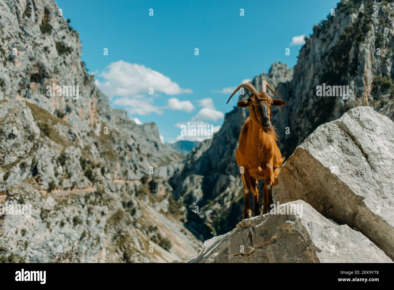 Capra in piedi su roccia contro la montagna a Cares Trail nel Parco Nazionale Picos De Europe, Asturias, Spagna Foto Stock