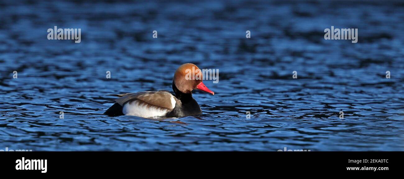 Piscina maschile pochard a crested rossa Foto Stock